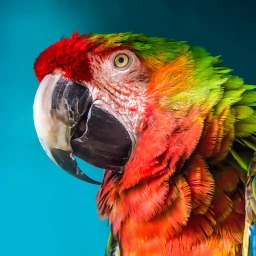The Parrot 아이콘